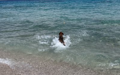 Ξέρεις τι θα πρέπει να κάνεις μετά το μπάνιο του σκύλου στην θάλασσα για να μείνει υγιής?